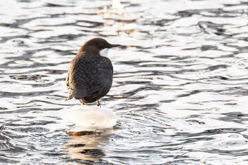 White-throated Dipper