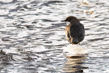 White-throated Dipper