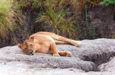 Fototapeta na wymiar Lovely lioness resting on the warm stone in the savannah at a park Tarangire, Tanzania