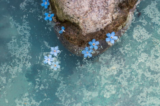 Blue forget me not jasmine flowers on blue pond
