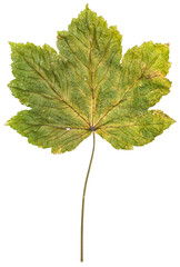 Green and yellow dried maple leaf isolated on transparent or white background, natural autumn decoration element