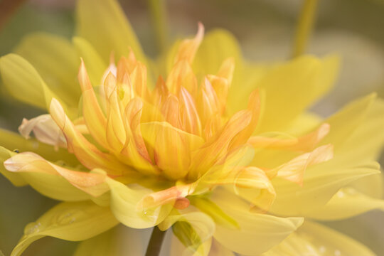 Closeup of blooming yellow dahlia flower - Powered by Adobe