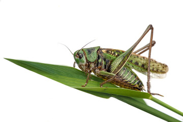 Fototapeta premium Green grasshopper in the grass. Insect in nature