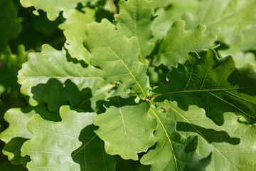 Oak leaves. Green branches of a tree.