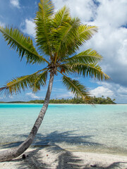 Lone solo palm tree on the Blue Lagoon beach at Rangiroa Atoll, French Polynesia, in the South Pacific