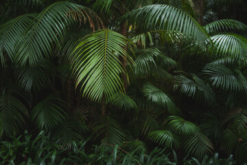 Green palms growing in tropical forest