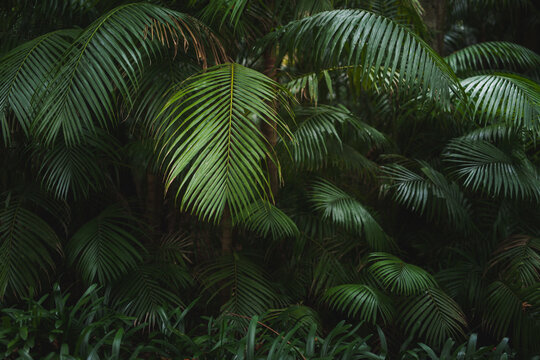 Green palms growing in tropical forest