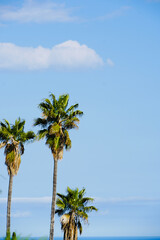 Palm trees with blue sky. Sunny summer day. Natural background with space for text.