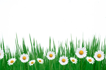 Günes Gras mit Gänseblümchen freigestellt vor weissem Hintergrund