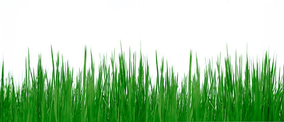 GRünes Gras freigestellt vor weissem Hintergrund
