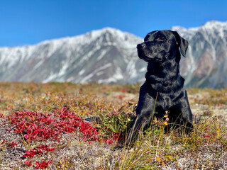Pingo the dog hunting in the Mountains