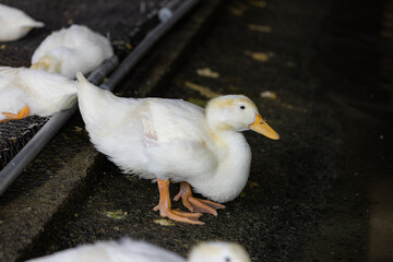 Group of white ducks in the farm