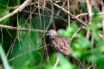 Cute pigeon with lush feathers perched on a branch of a tree