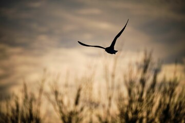 Fototapeta na wymiar Beautiful view of a big bird flying with outstretched wings at sunet
