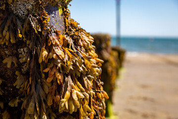 A close up of fucus seaweed at the beach, on a sunny summer's day