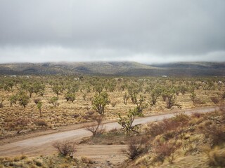 The Desolate Arizona Desert - Joshua Tree Forest