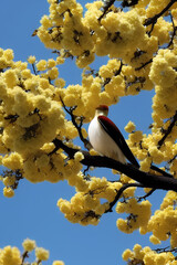 Cute White Bird On A Flower Tree created with generative AI technology