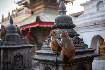 Monkeys at Swayambhunath or Monkey Stupa, Kathmandu, Nepal, is an ancient religious complex atop a hill, The complex consists of a stupa, a variety of shrine and temple