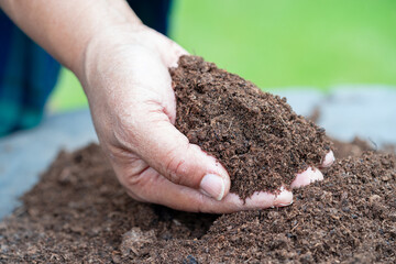 Hand holding peat moss organic matter improve soil for agriculture organic plant growing, ecology concept.