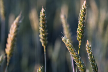 Wheat plants at sunset in agricultural field, ripening wheat in the farmer&lsquo;s field, ecological cereals for producing healthy food ; nature and plant background concept
