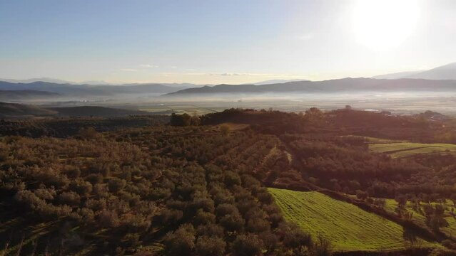 fly over olive Olea europaea grove in Crete. Trees and mountain setting