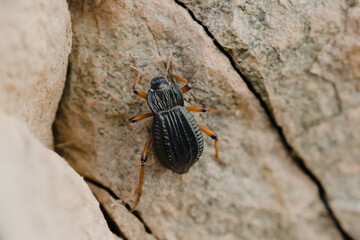 Darkling beetle (Epipenodota sp.) spotted in the Villavicencio natural reserve, in Mendoza, Argentina. Macro shot.