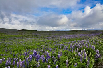 View of beautiful lupine flowers field under the blue cloudy sky during sunrise