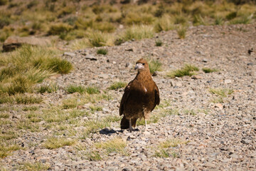 Juvenile mountain caracara (Phalcoboenus megalopterus) in the natural reserve of Villavicencio, in Mendoza, Argentina.