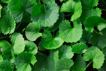 Background of Centella asiatica, Herbal medicine leaves of Centella asiatica known as gotu kola. fresh green leaf texture background.