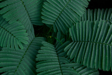 Closeup Beautiful dark green leaves. Acacia pennata Leaves in the Garden. Nature texture background.