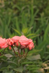 red rose in garden