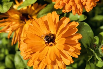Closeup of a bee pollinating on a calendula flower in a garden under bright sunlight