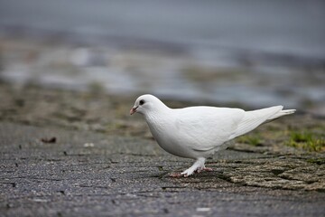Pigeon standing on the ground