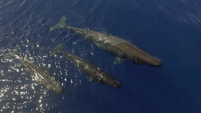 Group of sperm whales swim near surface of ocean water. From whale family, sperm whales are noteworthy for their communication aptitude. Top view, video shooting from drone.