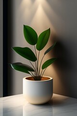 Obraz na płótnie Canvas plant in a pot