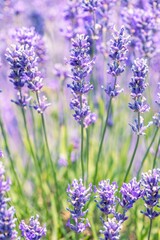 Vertical selective focus of lavender flowers in a
field, perfect for backgrounds and wallpapers