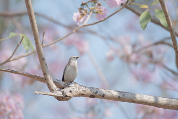 Chestnut-tailed Starling bird on tree branch in the garden.