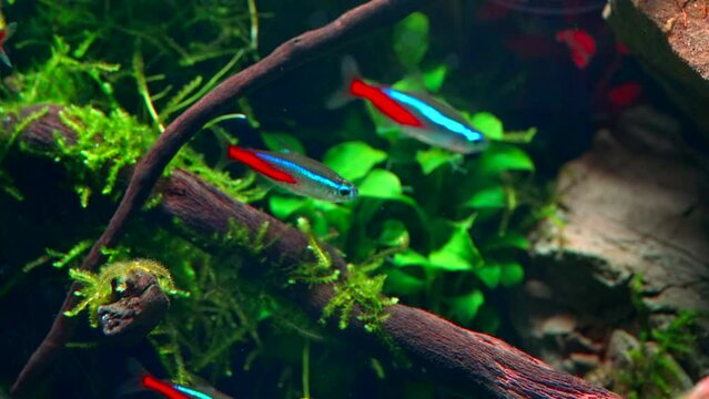 Closeup of school of neon tetra fish in tropical aquascape. Planted aquarium with big branched roots and Frodo stones. 4k footage