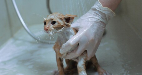 In the bathroom, the kitten is washed off the foam with water from the shower. The little kitten is surprised and not happy with bathing in the bath. Kitten and shower concept.