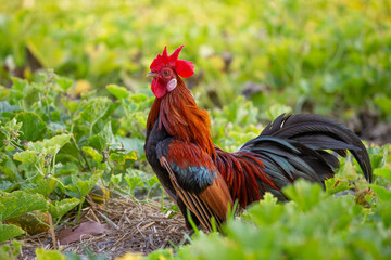 A male jungle fowl is foraging in the hillside farm where there is a fertile forest.
