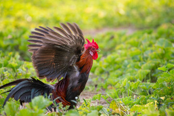 A male jungle fowl is foraging in the hillside farm where there is a fertile forest.