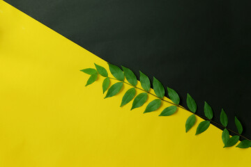 Fototapeta na wymiar Green leaf placed on yellow and black paper background.