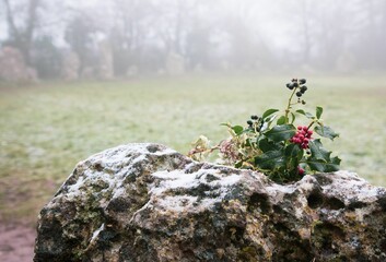 Closeup of red berries growing on stones against misty background in the circle at Great Rollright