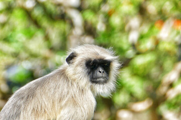 Close-up of Indian common gray langur