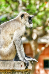 Close-up of Indian common gray langur