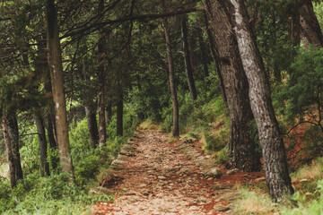 Stone Paved Path in the Pine Woods in Croatia