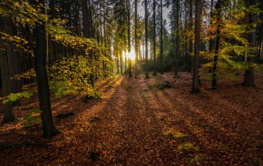 autumn in the forest