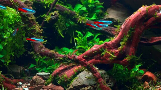 School of neon tetra fish in tropical aquascape. Planted aquarium with big branched roots and Frodo stones. 4k footage