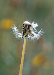 Vertical shot of a blown ripe seed of a Dandelion flower head