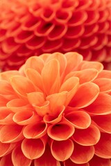 Vertical macro shot of an orange Dahlia flower